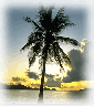 newpalm.gif (5880 bytes)